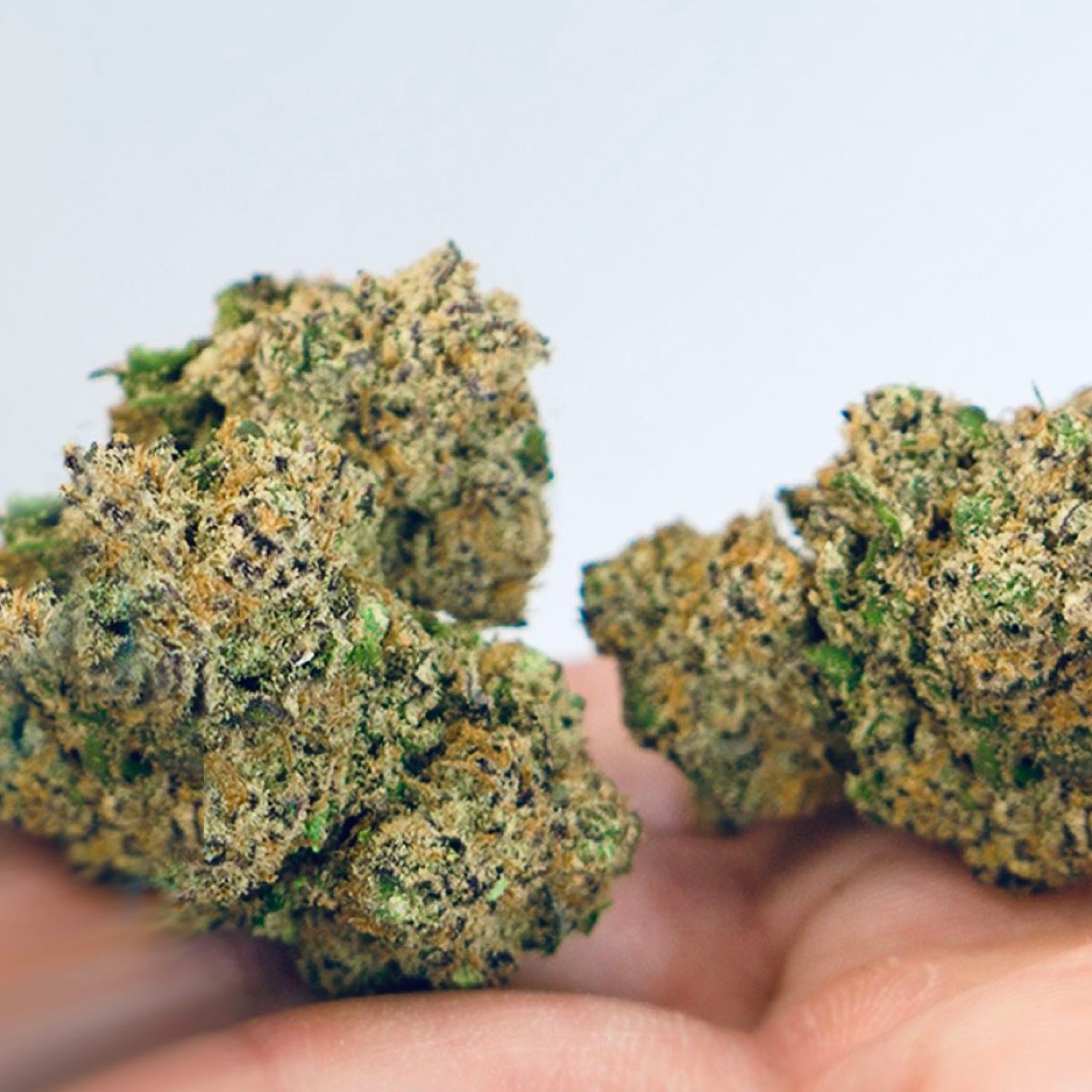 Eine Nahaufnahme von zwei dichten, harzigen CBD Blüten höchster Qualität, die in einer Hand gehalten werden.