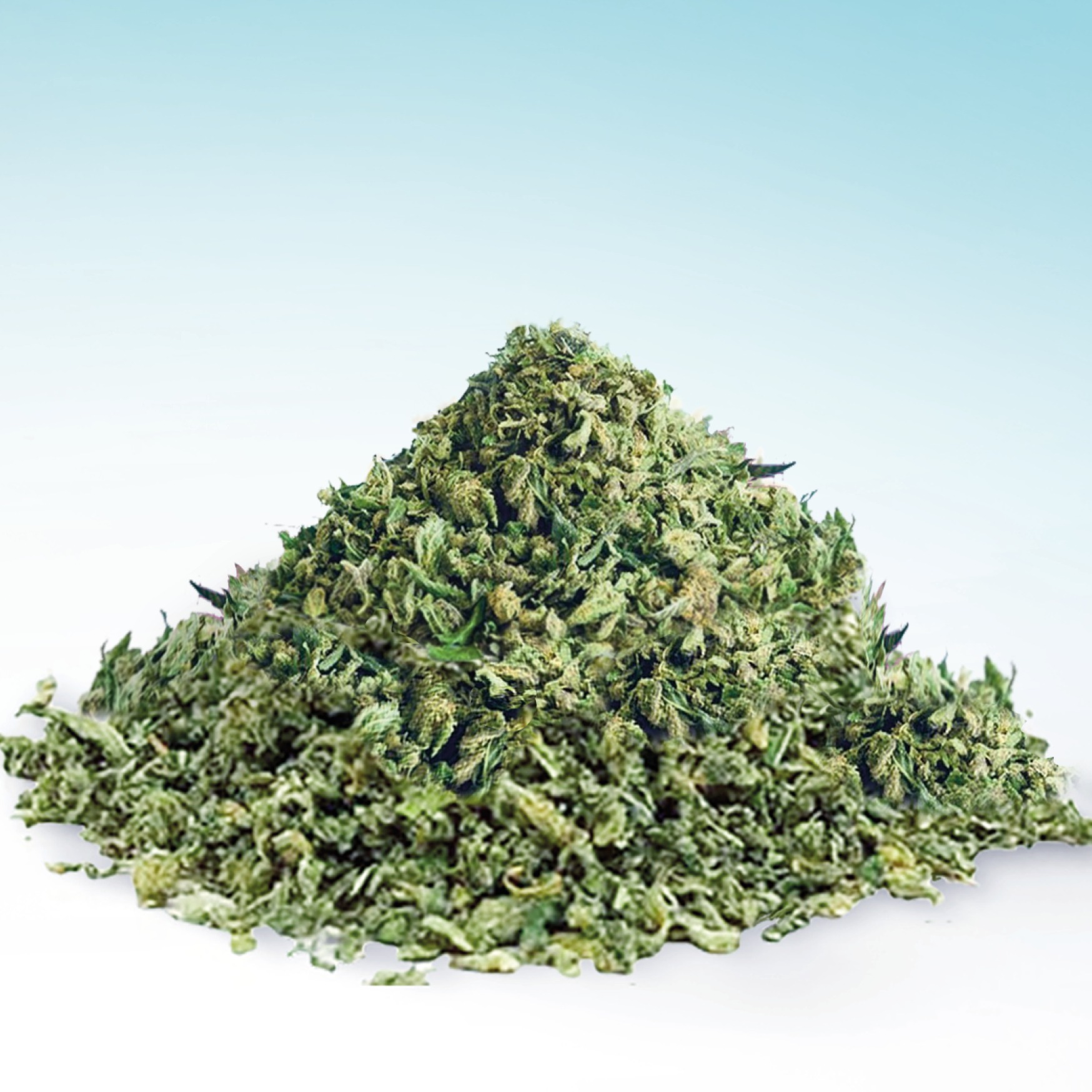 Ein haufen CBD Trim höchster Qualität auf weiss blauem Hintergrund.