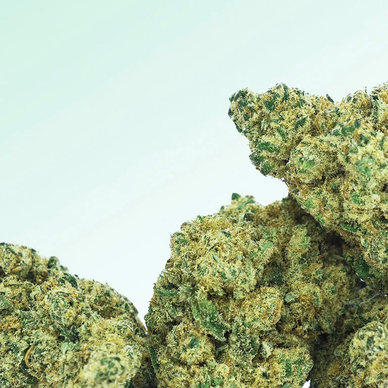 Makroaufnahme von getrockneten, harzreichen Cannabisblüten mit sichtbaren Trichomen und feinen orangen Härchen vor hellem Hintergrund.