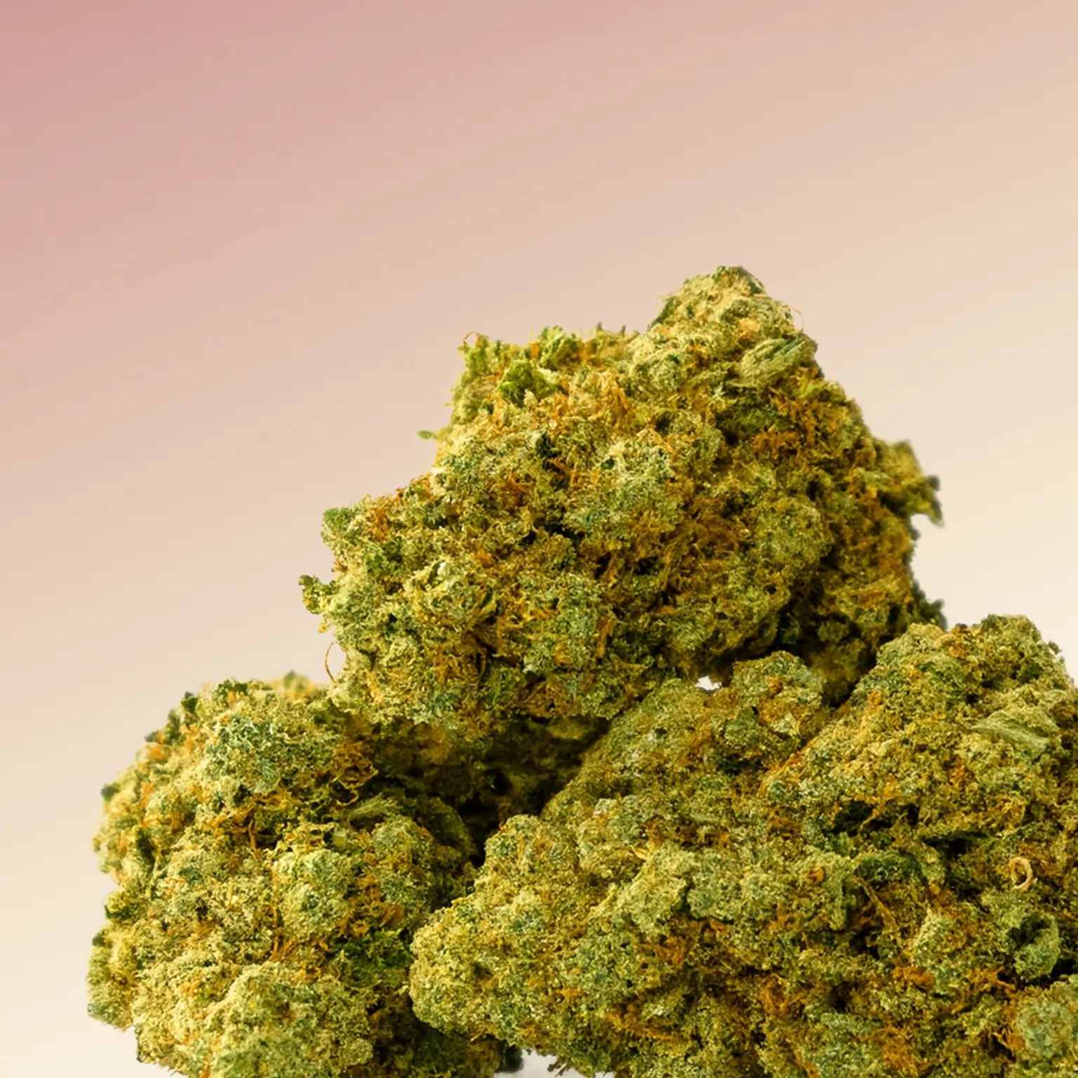 eine hochwertige CBD-Blüte mit dichtem, harzreichem Blütenstand in hellgrüner Farbe und orangefarbenen Härchen – typisch für Sorten wie Lemon Haze. Die Struktur und Farbe deuten auf frische, aromatische Qualität hin