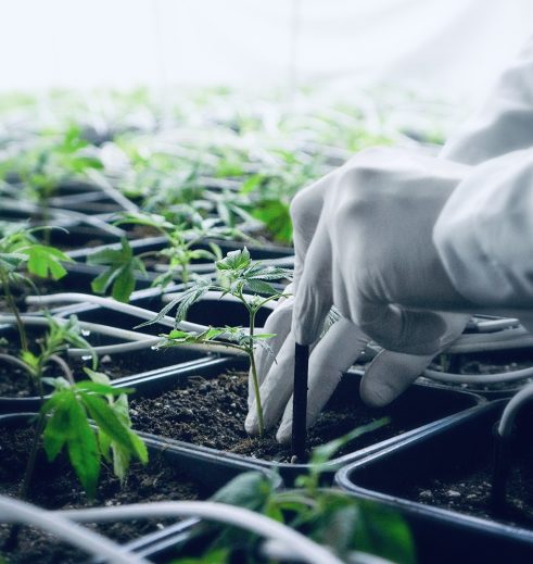 Eine Nahaufnahme eines Indoor-Cannabis-Anbaus bei Localweed mit vielen jungen Pflanzen in kleinen Töpfen. Eine Hand in einem weißen Handschuh pflegt eine der Pflanzen, und platziert behutsam den Auslass eines Bewässerungssystems im Topf der jungen Pflanze.